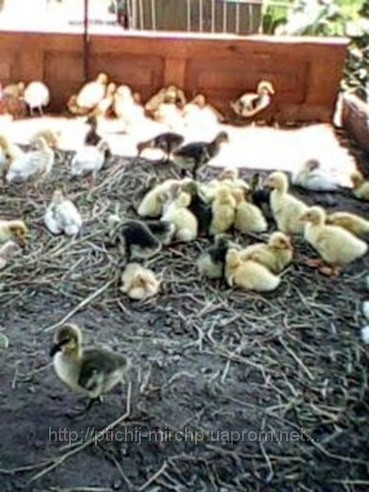 Молодняк домашньої птиці