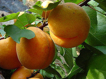 Саджанці абрикоса "Ананасний"