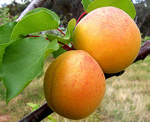 Саджанці абрикоса "Київський красень"