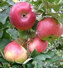 Саджанці яблунь Айдарет