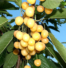 Саджанці черешні "Дрогана Жовта"