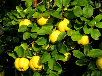 Саджанці груші "Айва"