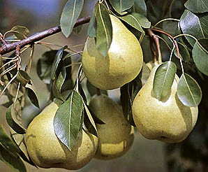 Саджанці груші "Бере зимова Мічуріна"