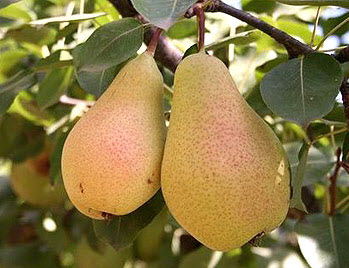 Саджанці груші "Конференція"