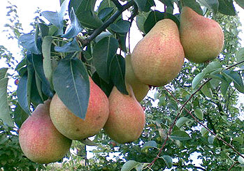 Саджанці груші "Талгарська красуня"