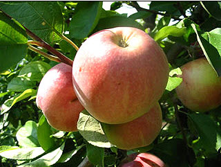 Саджанці яблук Мелба