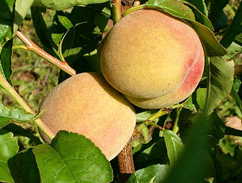 Саджанці персика "Київський Ранній"