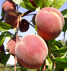 Саджанці персика "Редхевен"