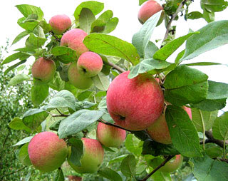 Саджанці яблук Слава Переможцям