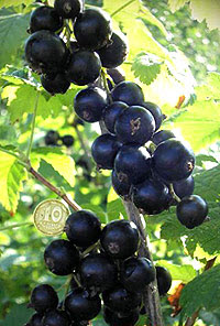 Саджанці смородини "Краса Львова"