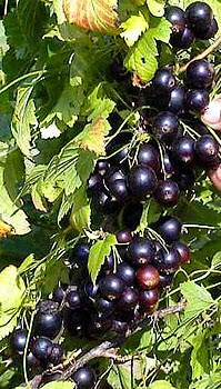 Саджанці смородини "Санюта"