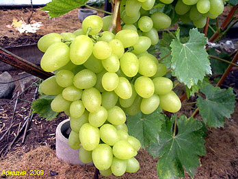 Саджанці винограду "Аркадія"