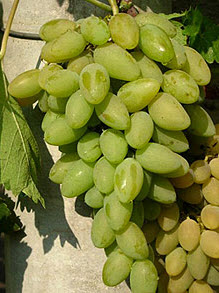 Саджанці винограду "Тімур"