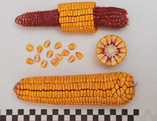 Кукурудза ЛЮВЕНА