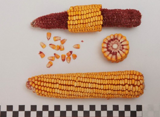 Кукурудза МОС 182 СВ