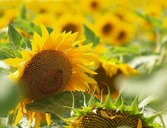 УКРАЇНСЬКИЙ F1