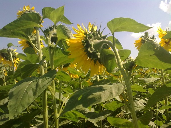 Високоолійний гібрид Дарій