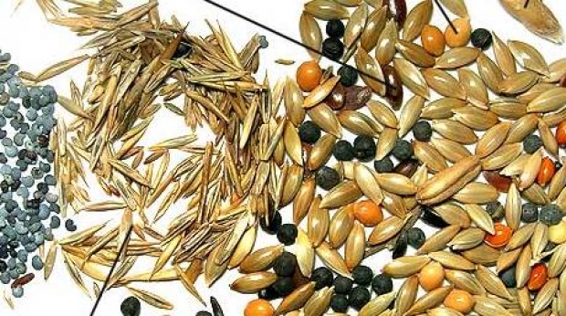 Очищення, калібрування насіння