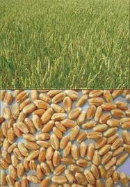 Озима пшениця Харківська 96