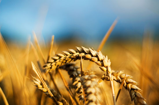 Озима пшениця Ювілейна 100