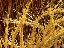 Озимий ячмінь Основа