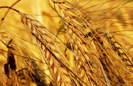 Пшениця озима ФАВОРИТКА