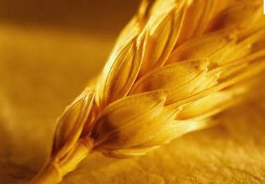Пшениця озима УКРАЇНКА ОДЕСЬКА