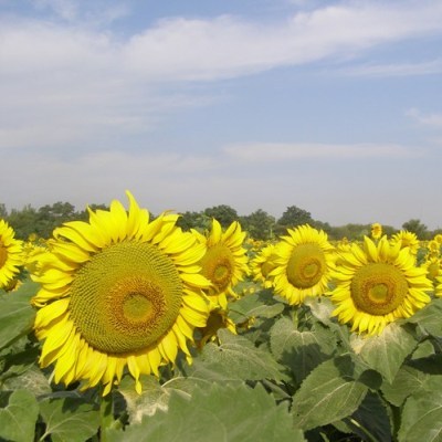 Соняшник Арена ПР