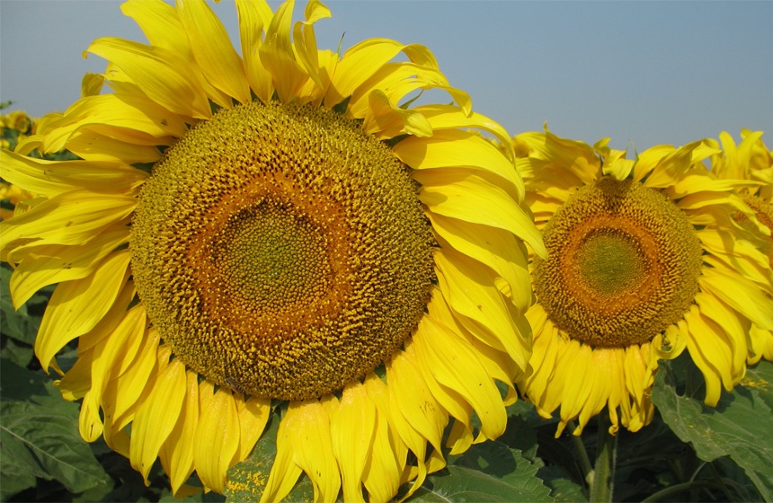 Соняшник Джазі