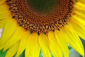 Соняшник Санай