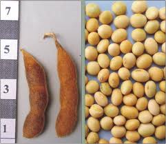 Соя ГОРИЗОНТ