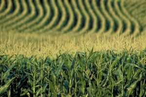 Особливості технології вирощування гібридів кукурудзи