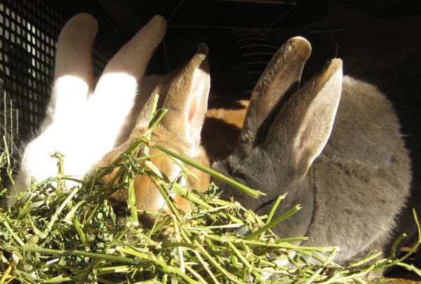 Розведення та утримання кролів