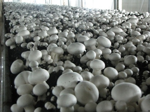 Технологія вирощування грибів
