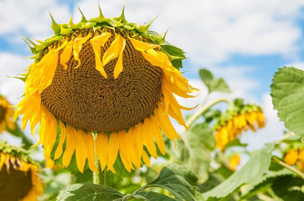 Соняшник гібрид Форвард