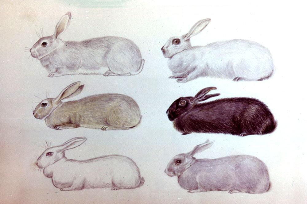 Характеристики порід кроликів