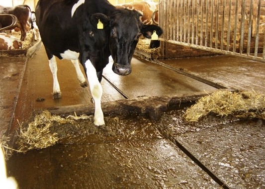 Вибір засобів для транспортування гною з ферм