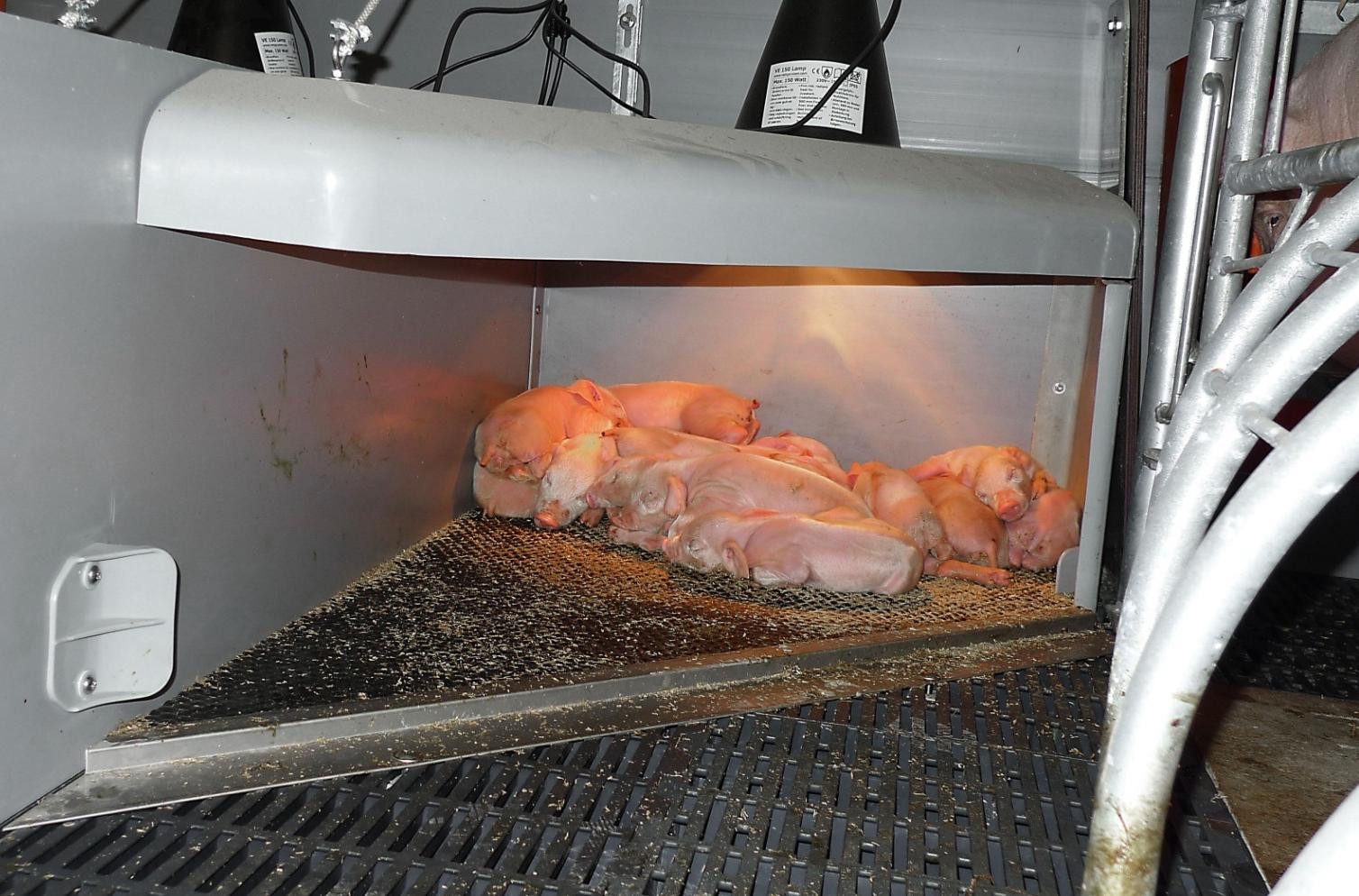 НІША ДЛЯ ПОРОСЯТ