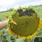 Насіння соняшнику F1 Айтана