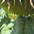 Насіння соняшнику F1 Алтана