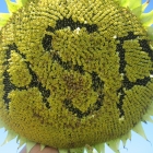 Насіння соняшнику F1 Жалон