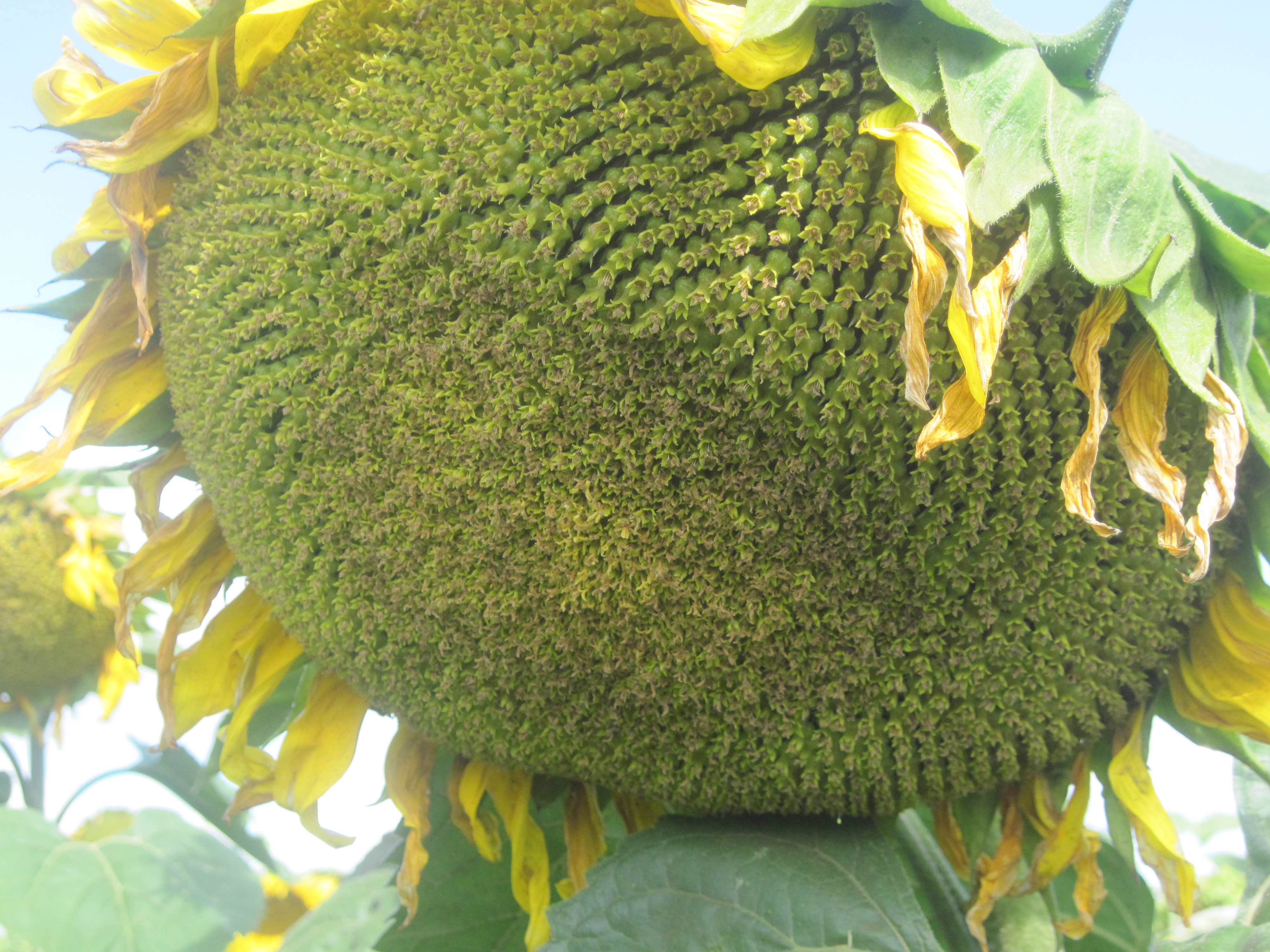 Насіння соняшнику F1 Ясон