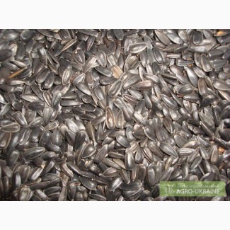 Куплю насіння соняшника кондитерського(семечку кондитерскую).Сорта Лакомка, СПК, Запорізький