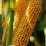 Насіння кукурудзи
