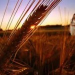 Пшениця озима