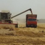 ЯЧМІНЬ ОЗИМИЙ