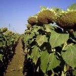 НАСІННЯ СОНЯШНИКА