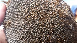 Соняшник з АгроБіоКомплексной технологією