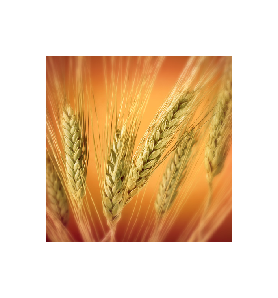 "ГУБЕРНАТОР ДОНУ" (ЕЛІТА) НАСІННЯ ПШЕНИЦІ ОЗИМОЇ