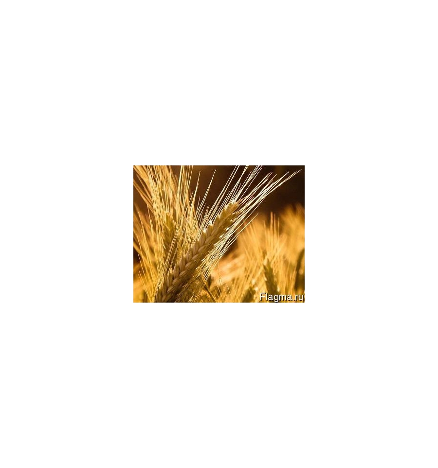 "Скіпетр" (СУПЕР ЕЛІТА) НАСІННЯ ПШЕНИЦІ ОЗИМОЇ